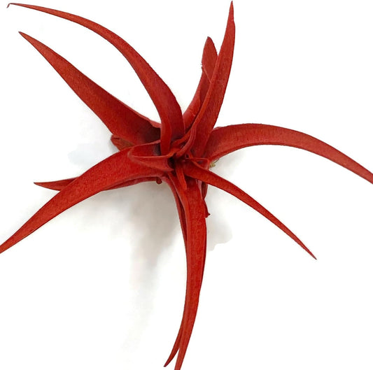 Colored Capitata Air Plant, Tillandsia, Air Purification, House Plant, Home Decor & Gift, Live Plant (Red)