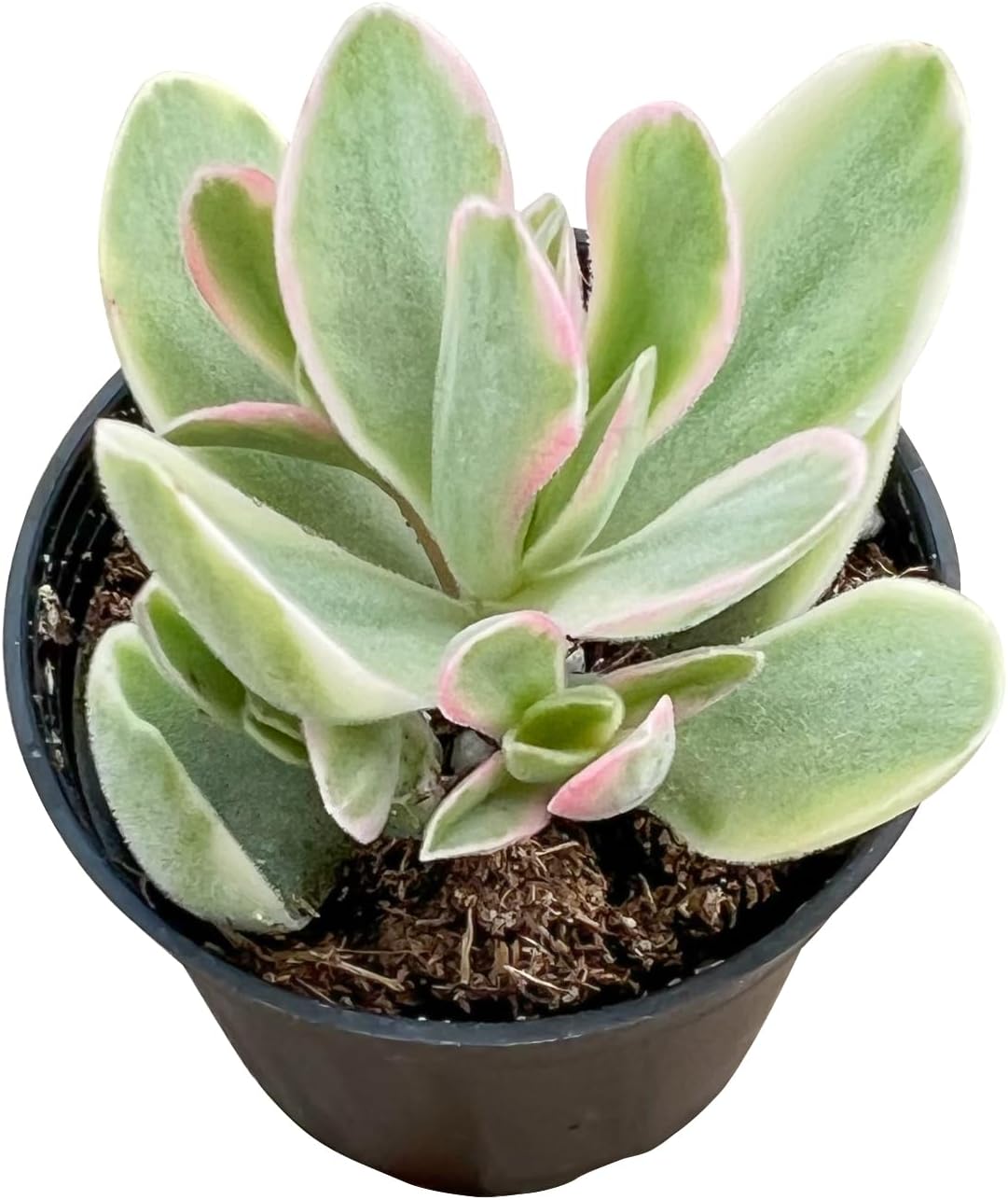 Sprout N Green Money Maker Variegata | Crassula atropurpurea VAR. muirii variegata, Rare Live Succulent Plant Fully Rooted in 2" Planter with Soil, Indoor Outdoor Wedding Decoration DIY Projects