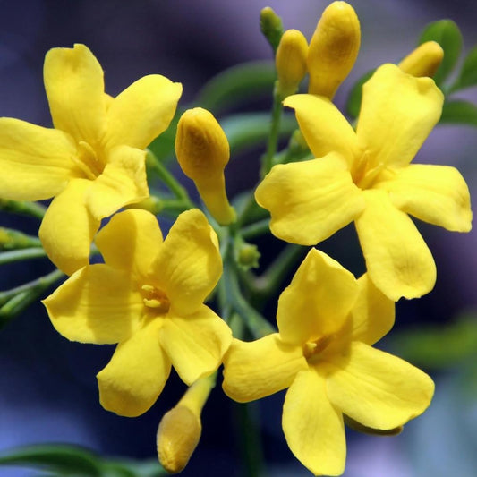 Jasmine Plants Live, Arabian Jasmine Plant Indoor, Fragrant Jasmines Flowers 4 to 7 Inch (Yellow)