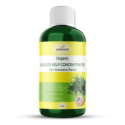 Dracaena Fertilizer: Liquid Kelp Concentrate - Organic Seaweed Fertilizer for Robust Growth (8 OZ)