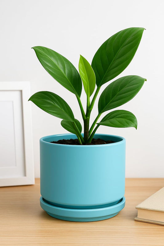 Ceramic Mid Modern Planter Pots with Detached Saucer - Indoor/Outdoor Plant Pots with Drainage Hole