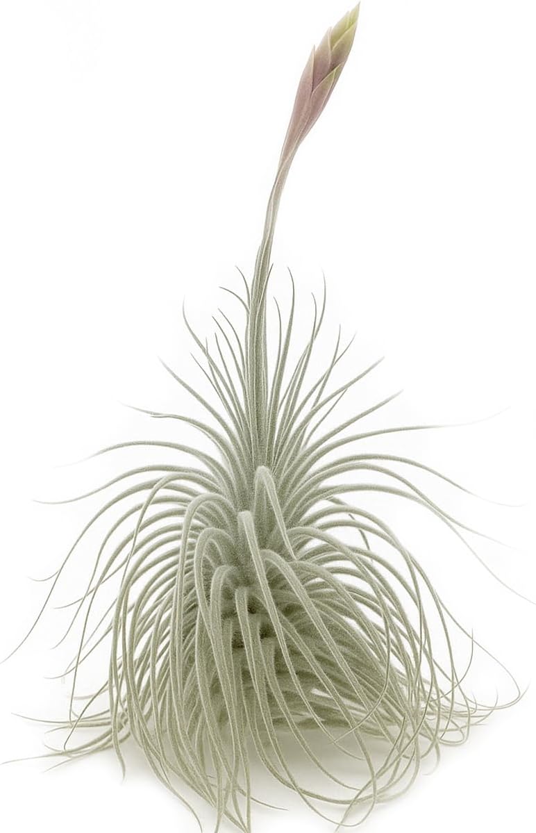 Live air Plant - Tillandsia Tectorum Air Plant 4-6" – 2ct – Unique Shape with Silvery Fuzz – Low Maintenance Houseplant – Perfect for Decor, Terrariums, Gifts - Live Arrival Guaranteed