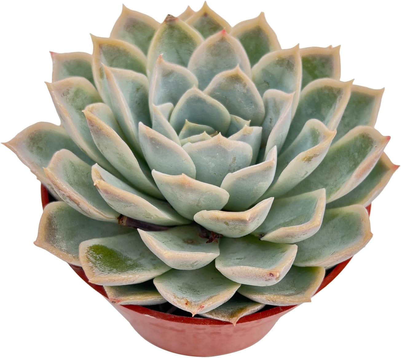 Live Succulent Plants Echeveria 'Joselrin', Easy Care Potted Succulents, Approx 4" D x 5" H, Indoor Houseplant, Unique Gifts, Home Office Décor