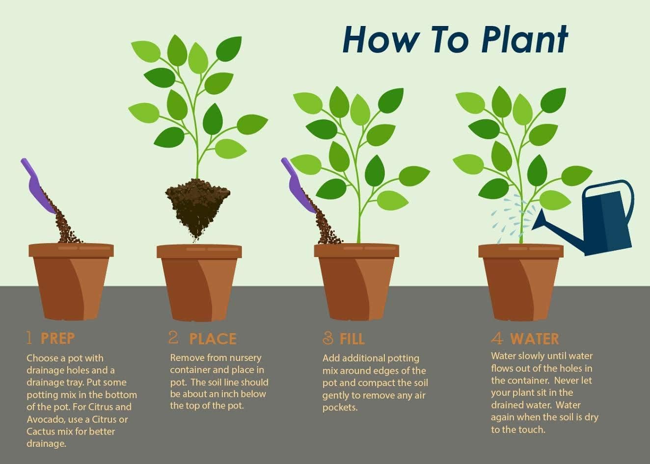 Brighter Blooms - Owari Satsuma Mandarin Tree, 3-4 ft, - No Shipping To AL, AZ, CA, FL, GA, LA, OR, TX, MS