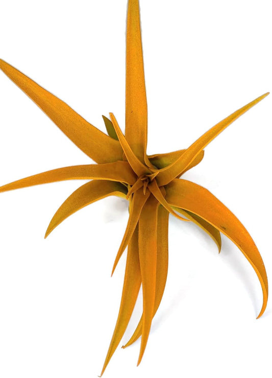 Colored Capitata Air Plant, Tillandsia, Airplant, Air Purification, House Plant, Home Decor & Gift, Live Plant (Orange)