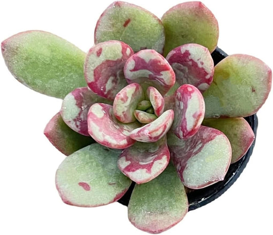 2" Live Succulent 'E. Huadan', Rare Succulent Plants Fully Rooted in Pots, Unique House Plant for DIY, Party Favor, Home Office Decoration