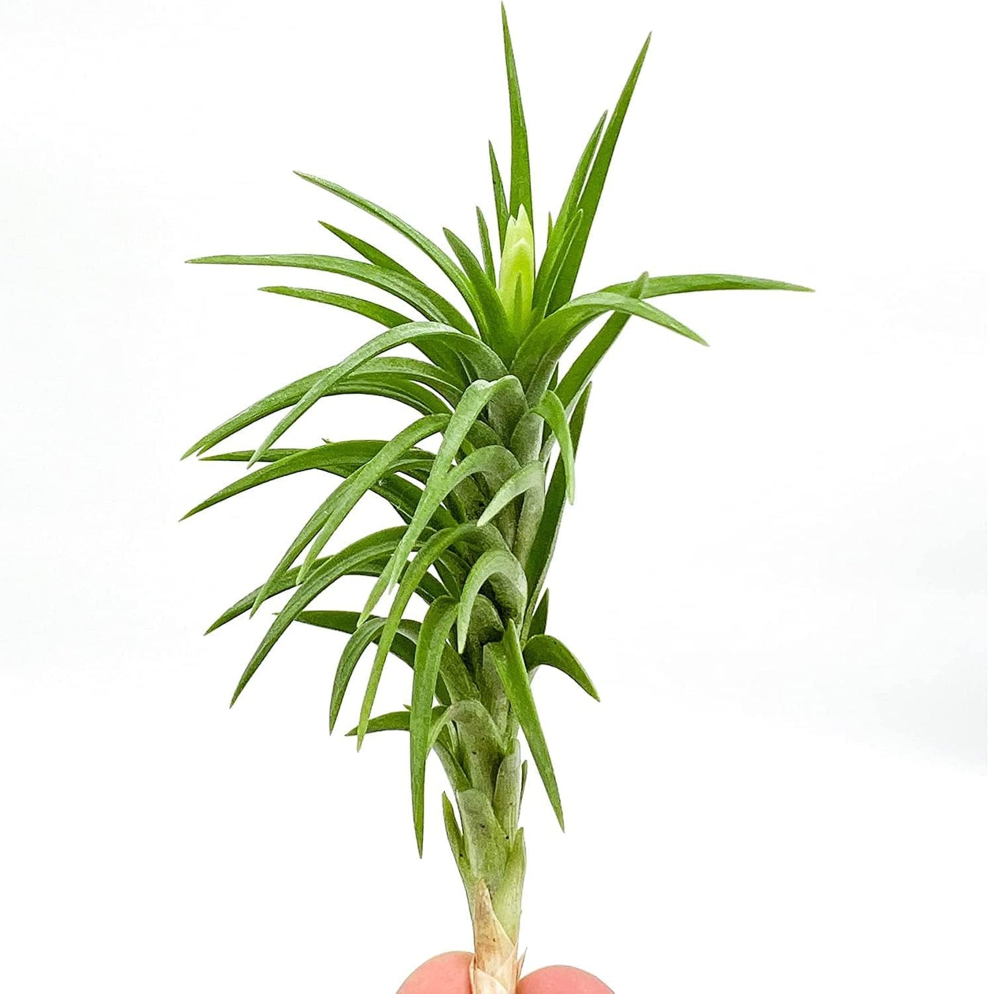 Live Air Plants – Tillandsia Araujei, Large 5” – 2ct – Live Arrival Guaranteed – House Plants for Home Décor & Gift