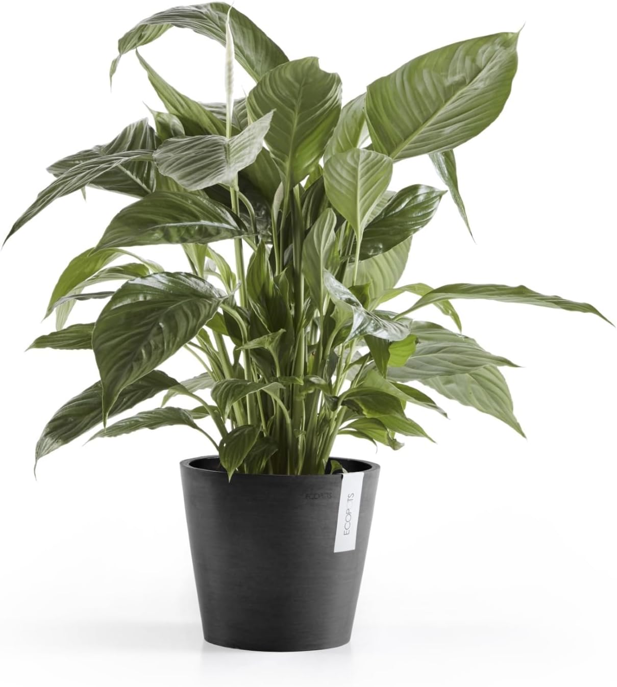 Ecopots Amsterdam Durable Modern Round Indoor/Outdoor Recycled-Based Composite Flower Pot Planter, Dark Grey, 8"