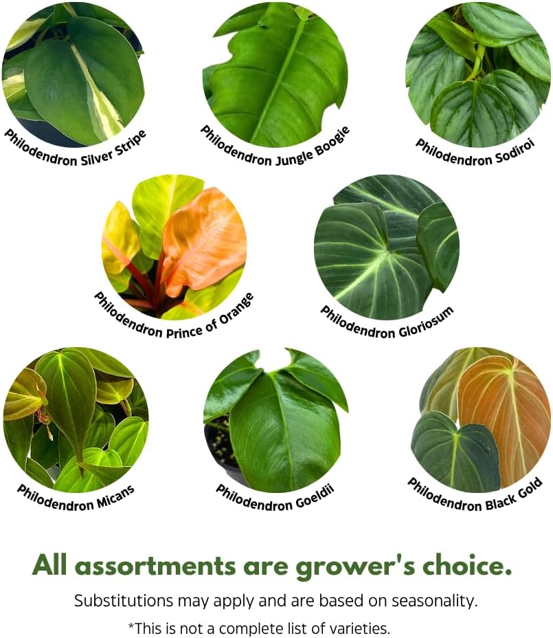BubbleBlooms Philodendron Assortment in 4 inch Pots Set of 5