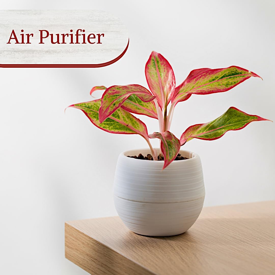 Aglaonema Live Plant Collection (4-Pack) - Chinese Evergreen Plants in 2-Inch Pots | Easy-Care Indoor Houseplants | Perfect for Low Light, Office Decor, and Air Purification