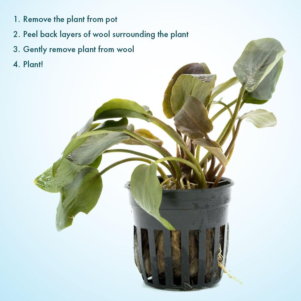 Live Plants - Lagenandra Meeboldii Red (Lagenandra meeboldii) - Moderate to High Light Tank Display, Red to Bronze Accent, Midground Placement, Freshwater Aquatic Plant - Pot