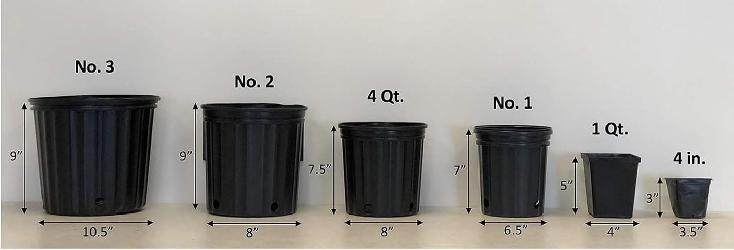 Perennial Farm Clematis 'Rooguchi' Hybrid – Live Flowering Vine in 4 Quart Container, Bell-Shaped Indigo-Purple Blooms, Non-Clinging Climber, Long Blooming, Ideal for Trellises, Arches & Containers