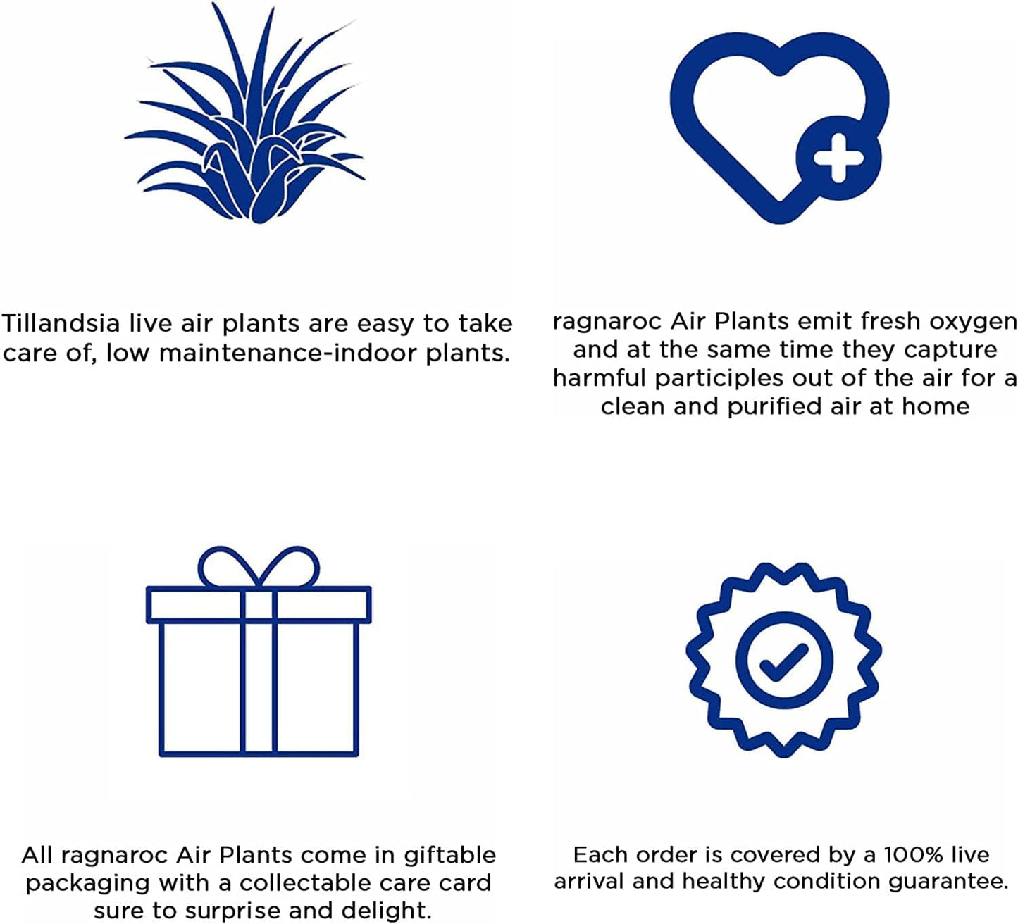 Holiday Hosting Gift Box Giant - 13ct -Tillandsia Air Plant Set - Live Arrival Guaranteed - House Plants for Home Decor & Gift