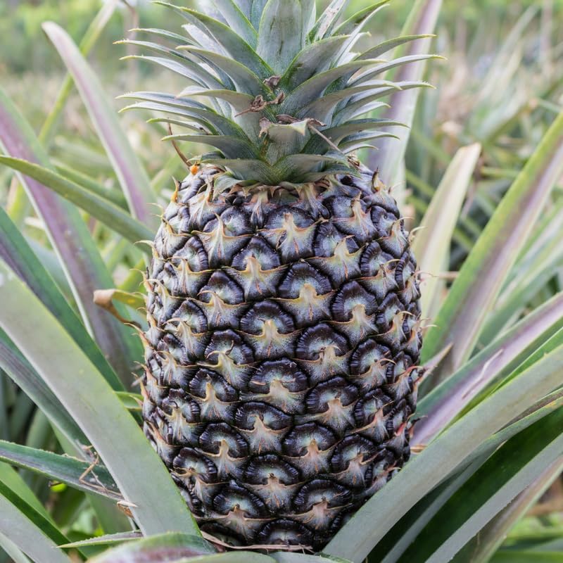 White Jade Pineapple Plant Live for Planting 5 to 8 Inch Tall, Sweet Pineapple Fruit Tree Live Plant, Pineapple Seedling