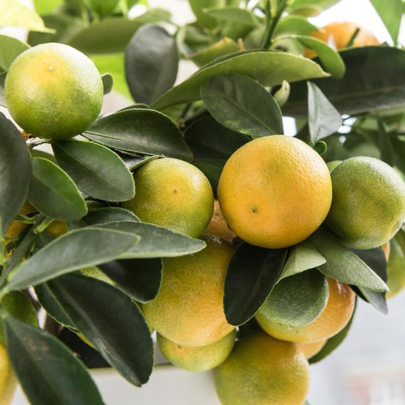 Calamansi Calamondin Tree in Pot, Live Calamansi Fruit Tree Plant, 2 to 3 Feet Tall Calamansi Plant, Calamansi Trees Live Plants, Kalamansi Calamondin Citrus Plant, No Ship to CA