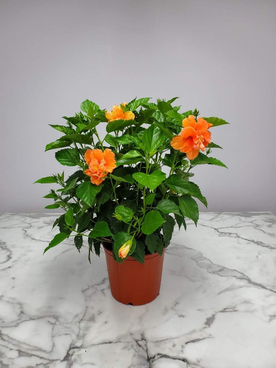 Hibiscus Bush - Double Peach Flowering Plant Live - Overall Height 26" to 28" - Tropical Plants of Florida (Plant Only)