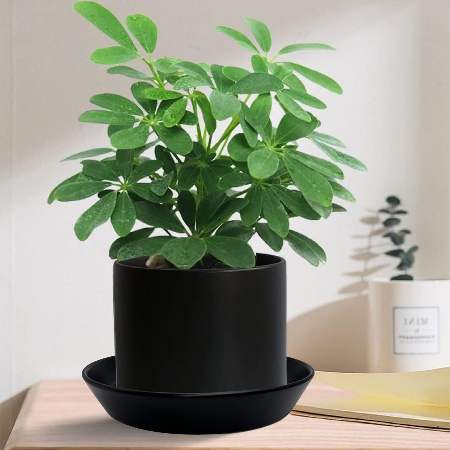 Ceramic Plant Saucers, 10 Inch (11 Inch) Plant Trays, Durable Round Glazed Ceramic Flower Plant Water Drip Tray for Pots Planter, Heavy Duty Plant Dish Plant Plate to Catch Water for Indoor & Outdoor