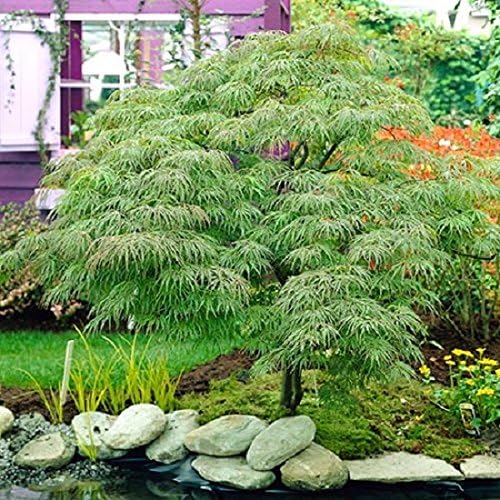 Waterfall Green Weeping Laceleaf Japanese Maple - Live Plant - Trade Gallon Pot