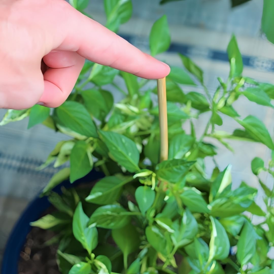 100 Pack 18'' Natural Bamboo Plant Stakes, Wood Plant Supports, Wood Garden Sticks for Plants Tomato Floral Potted, Wooden Sign Posting Garden Sticks