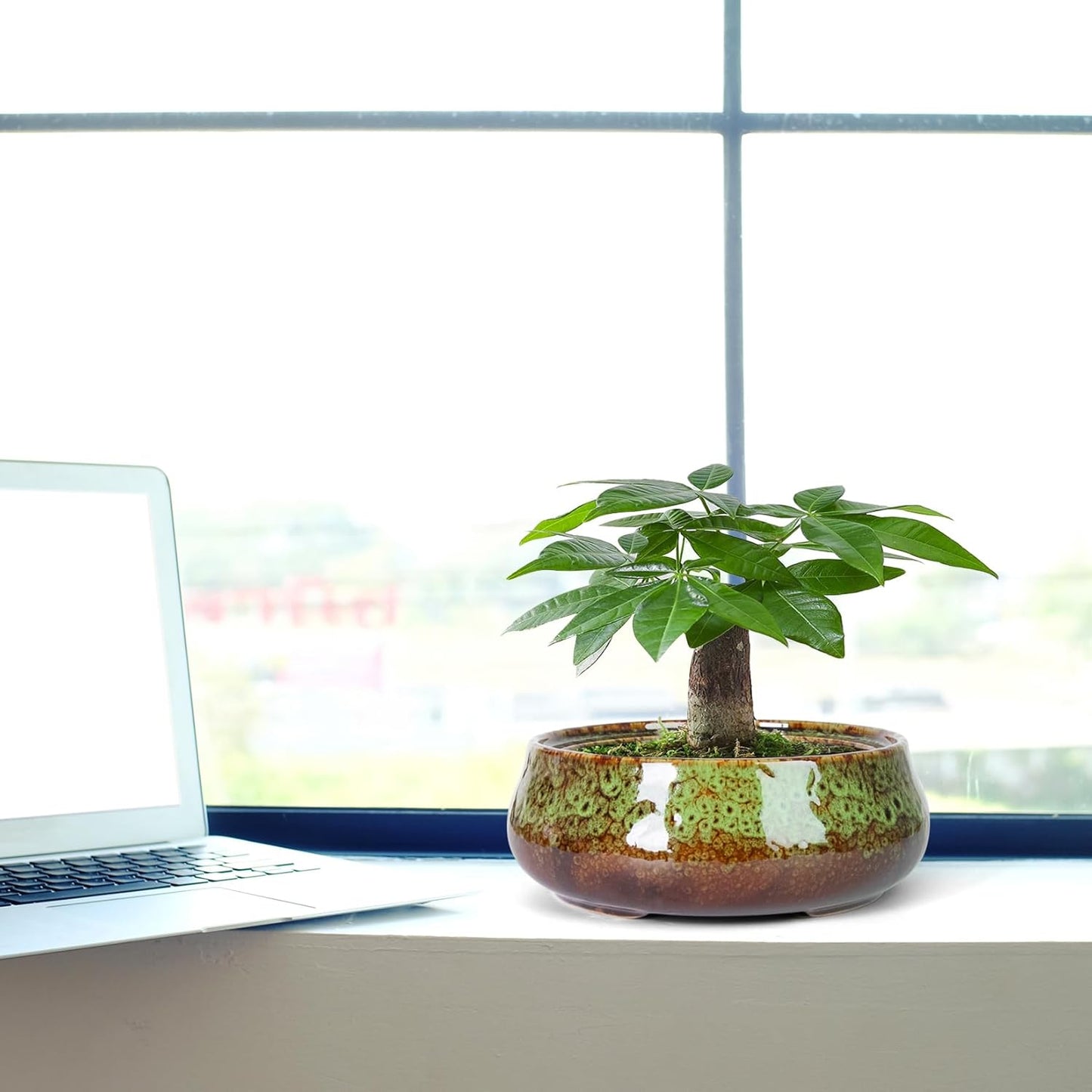 ARTKETTY Succulent Pots - 8 Inch Plant Pot, Large Bonsai Pots with Drainage, Ceramic Planters for Indoor Outdoor Plants, Round Shallow Cactus Flower Plant Container Bowl Decorative Home Garden