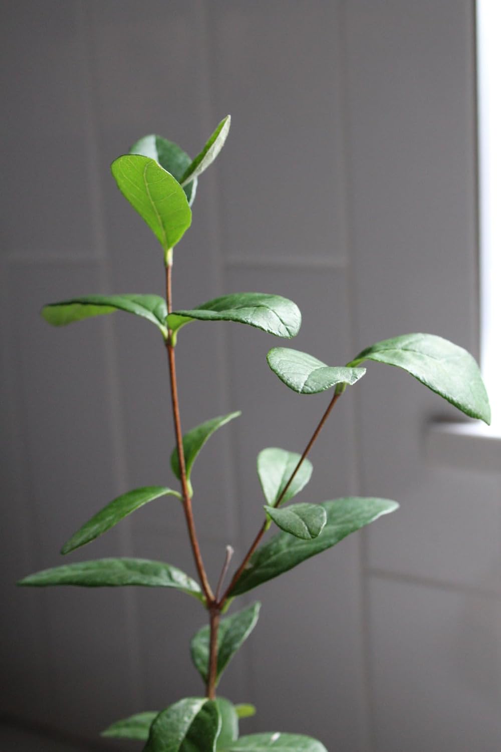 MYSHELFIE Pineapple Guava Starter Plant 5-6 inches, 2 inch Pot, Tropical Evergreen Shrub Edible Fruit Garden Purple Flowering Landscaping Live Vine Starter (1)