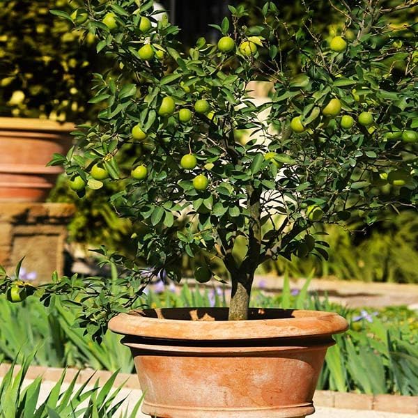 Brighter Blooms - Key Lime Tree, 3-4 ft. - No Shipping to AL, AZ, CA, FL, GA, LA, MS, OR, TX