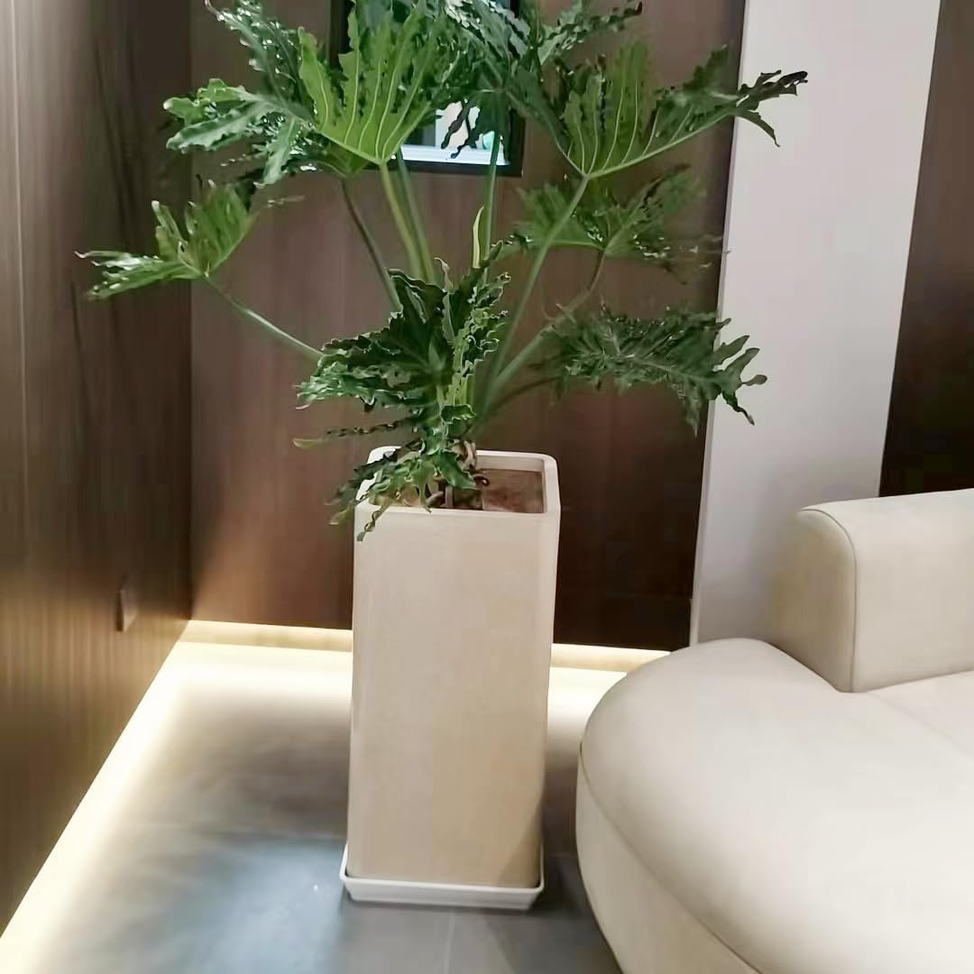 5 Pack Square Plant Saucer, Plastic Plant Water Dray Tray 6 Inch, Planters for for Pots Base Indoors and Outdoors Plants，Heavy Plant Trays for Pots (6 inch, White)