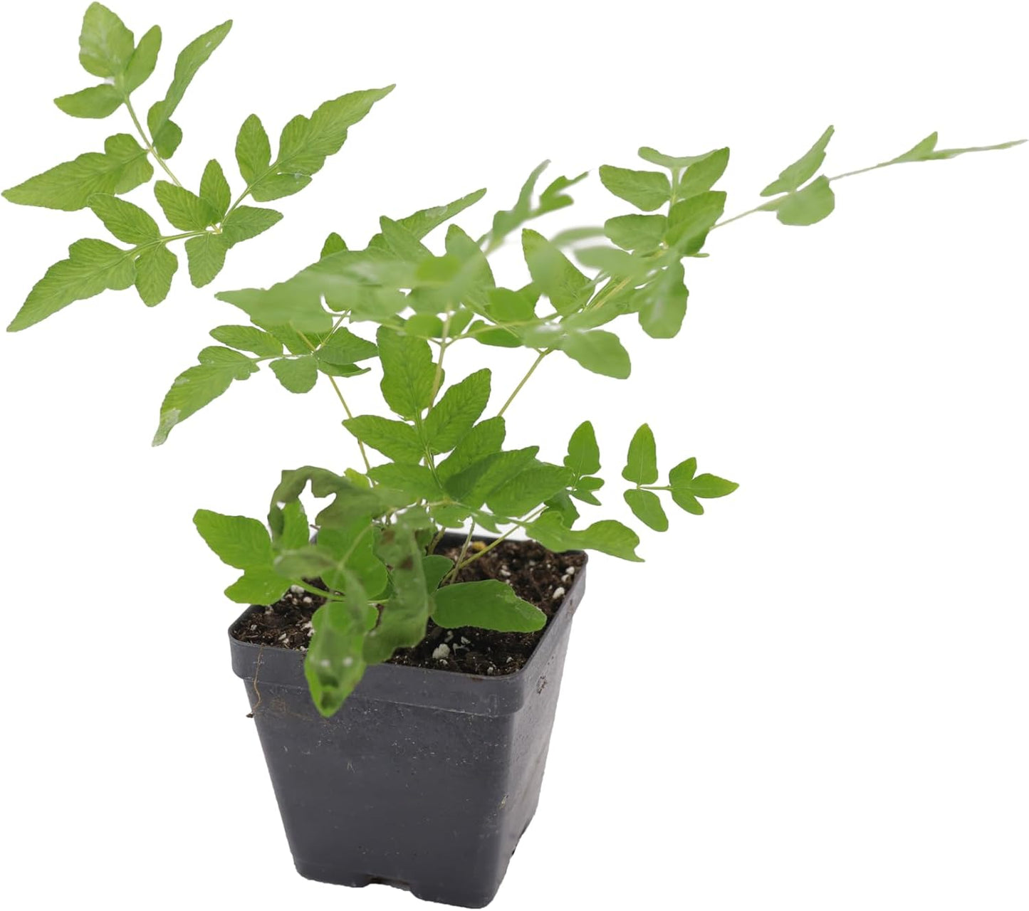 Greenwood Nursery: Live Perennial Plants - Royal Fern + Osmunda Regalis - [Qty: 5X 3.5 Pots] - (Click for Other Available Plants/Quantities)