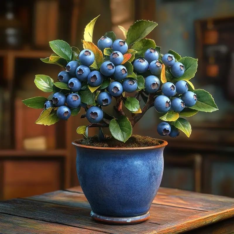 Blueberry Bonsai Tree Seedling for Planting - 1 Year Old Well Rooted Seedling