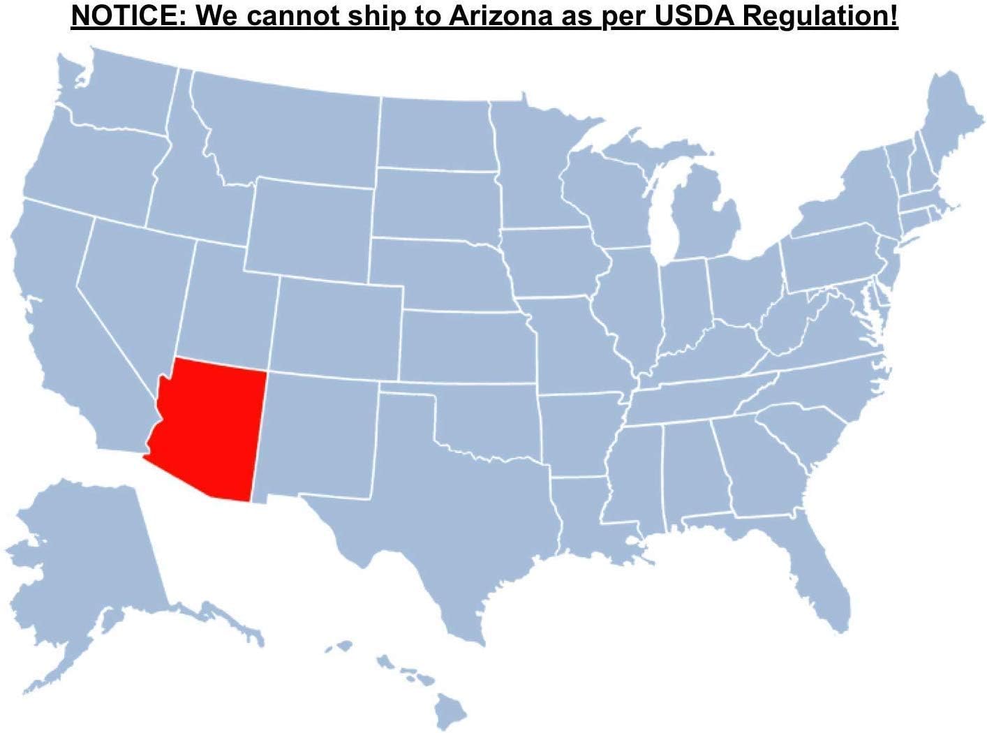 Brighter Blooms - Cold Hardy Avocado Tree, 3-4 ft. - No Shipping to AK, AZ, HI, OR