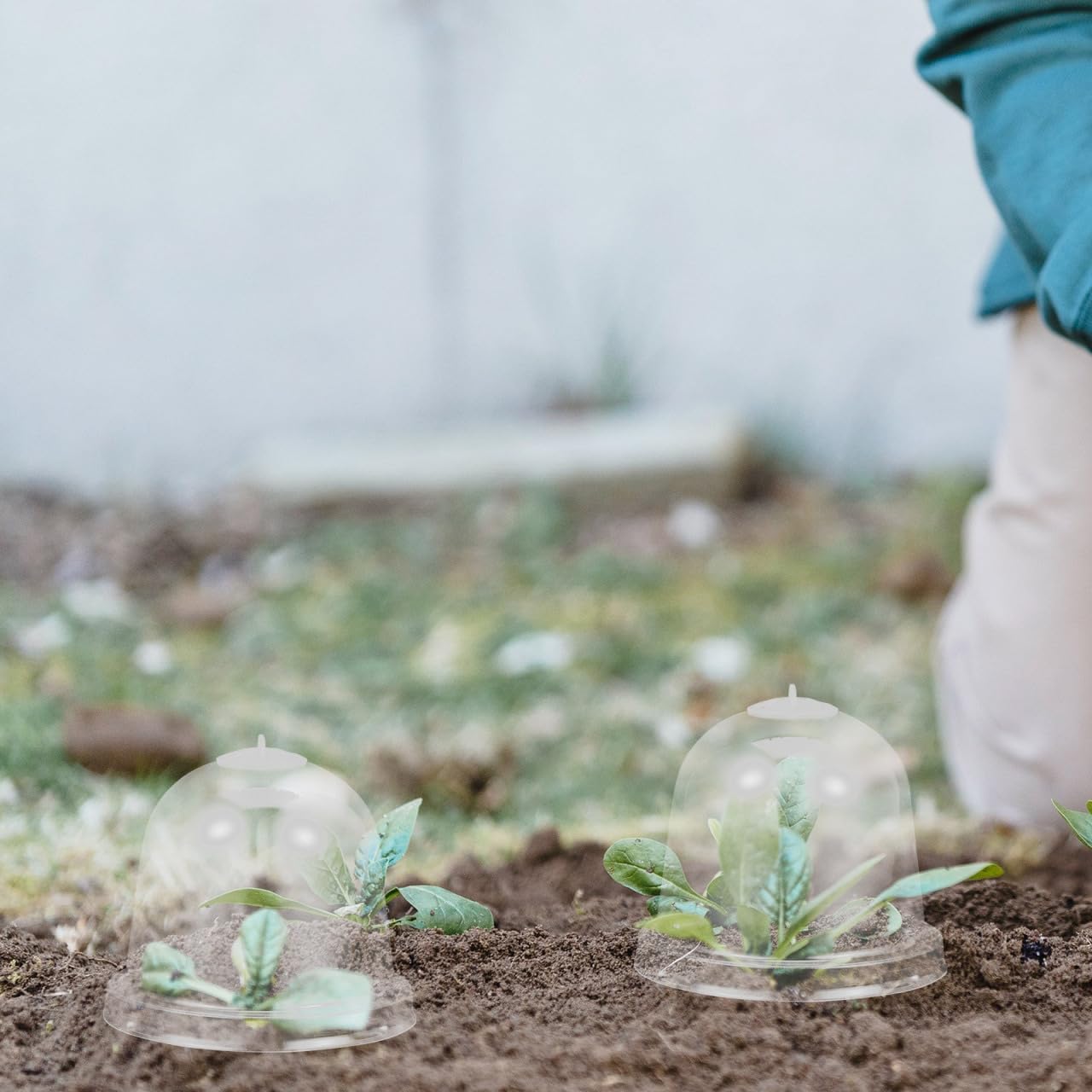 Mipcase 10pcs Transparent Plant Growth Domes Plastic Garden Cloche Covers for Plant Pot Hoods Ideal for Indoor and Outdoor Gardening Plant Enclosure Shields