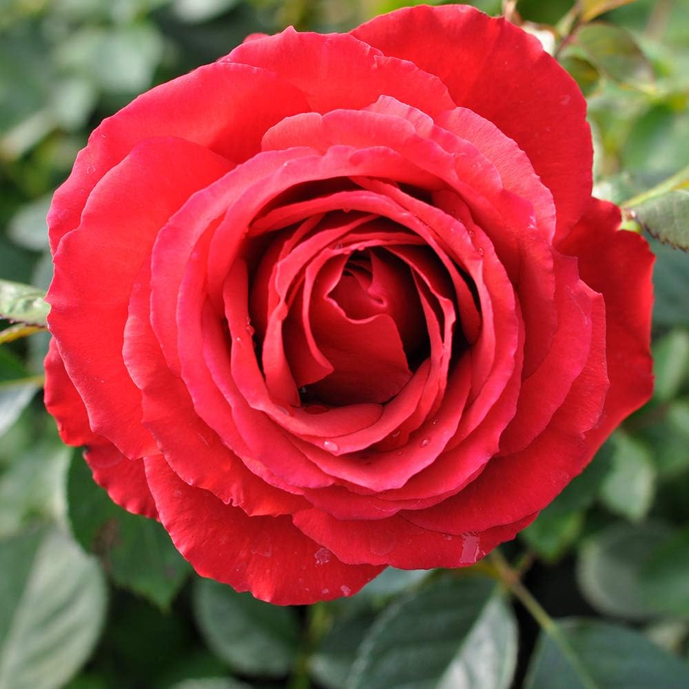 Heirloom Roses Hybrid Tea Rose Plant - Eleganza® Grande Amore Red Rose Bush, Live Plant for Planting Outdoors