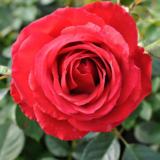 Heirloom Roses Hybrid Tea Rose Plant - Eleganza® Grande Amore Red Rose Bush, Live Plant for Planting Outdoors