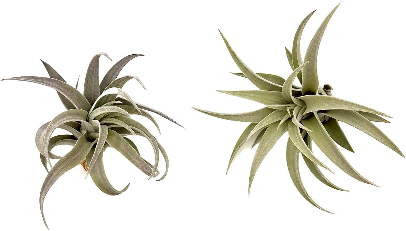 Air Plants - Flowering Tillandsia Harrisii, Large 3-5" - 2ct - Live Arrival Guaranteed - House Plants for Home Decor & Gift