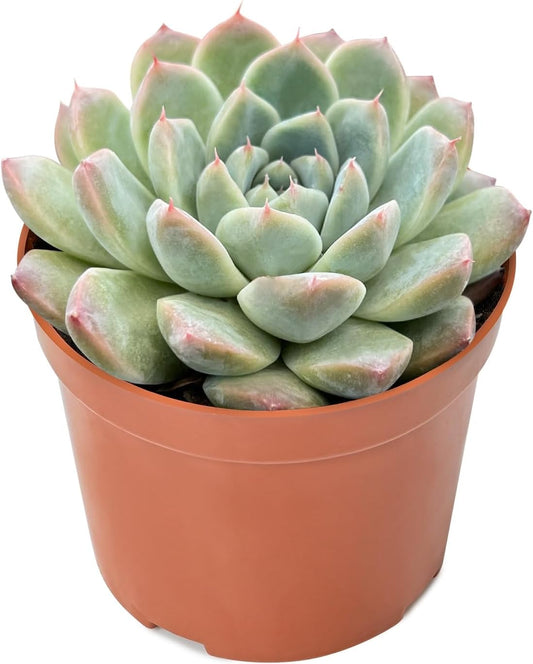 Live Succulent Plants Echeveria 'Albus Beauty', Easy Care Potted Succulents, Approx 4" D x 4" H, Indoor Houseplant, Unique Gifts, Home Office Décor