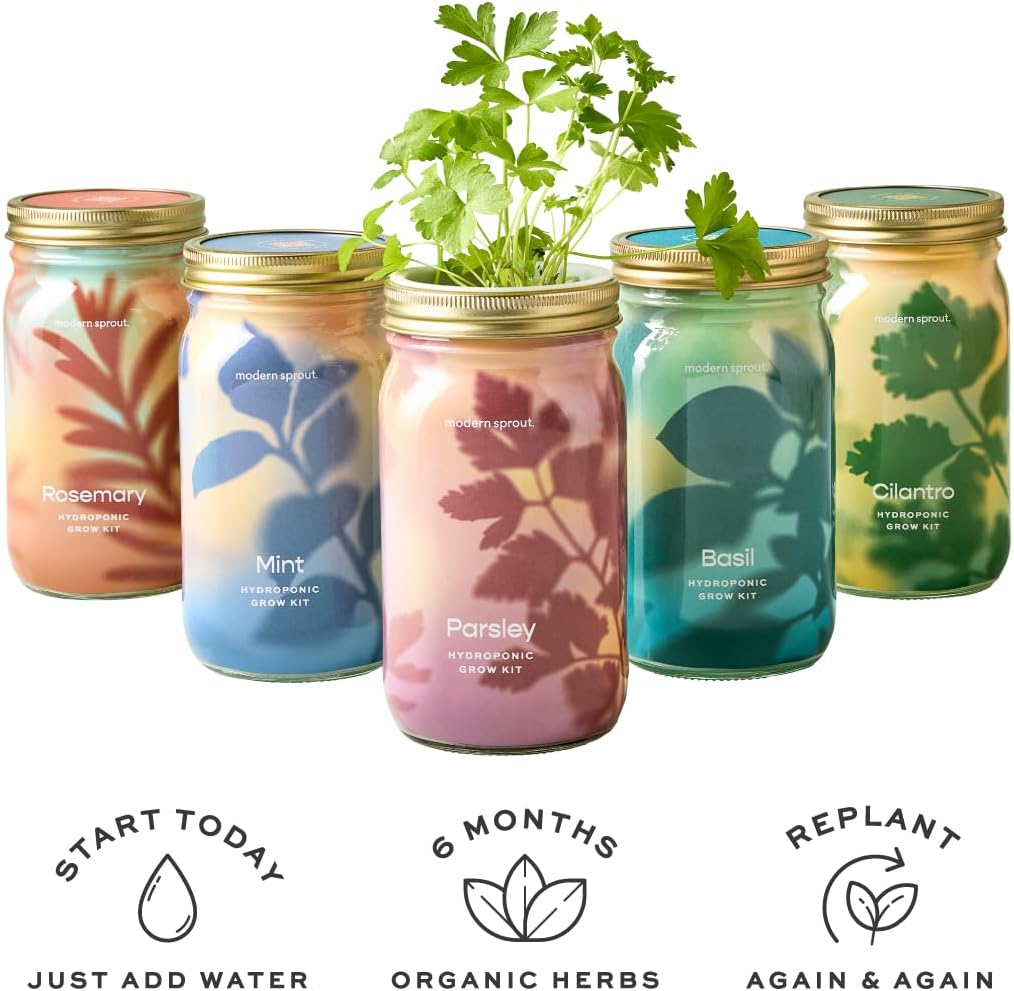 Modern Sprout New & Improved Mason Jar Grow Set 6pk, Indoor Herb Garden, Seed Starter Set, Organic Seeds, Hydroponic Growing (Basil + Mint + Parsley + Cilantro + Rosemary+ Lavender)