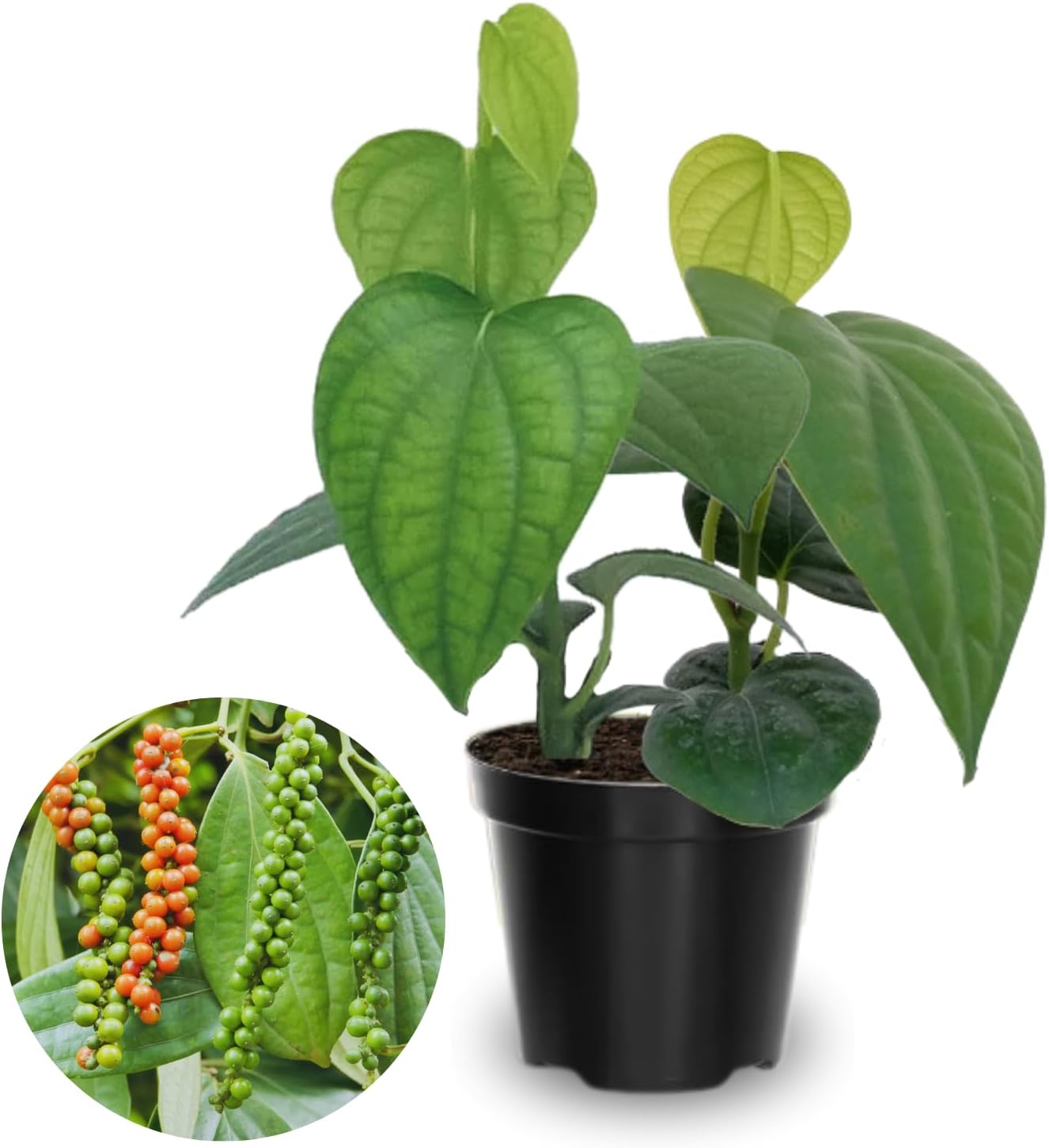 Black Pepper Plant Live, 4 to 6 Inches Tall, Live Pepper Plant, Piper Nigrum Live Plant, Herb Plant for Garden