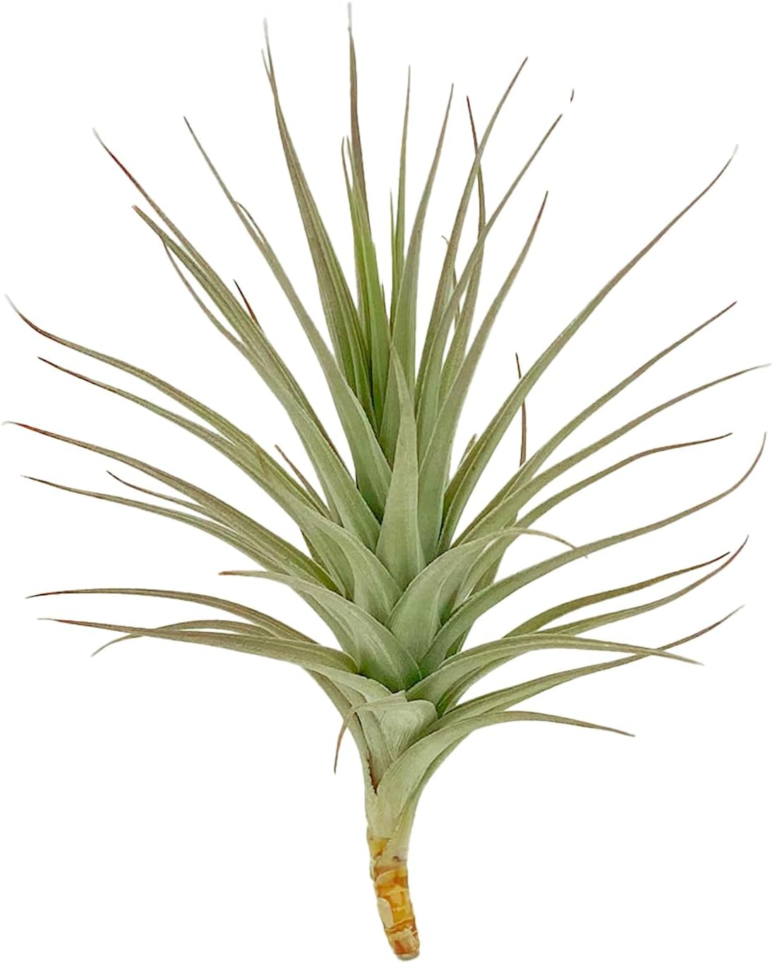 Air Plants - Flowering Tillandsia Lilla Lilac, Large 5" - 1ct - Live Arrival Gauranteed - House Plants for Home Decor & Gift