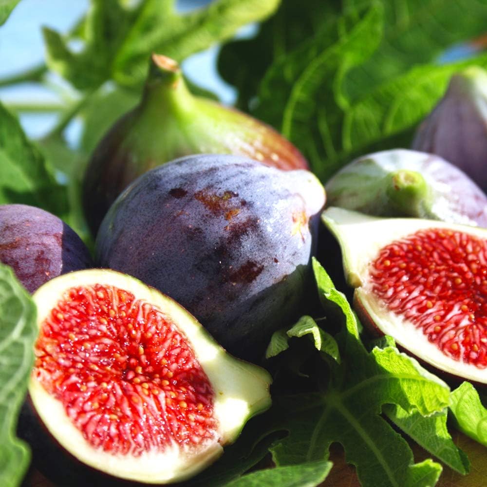 Black Mission 1 Gallon