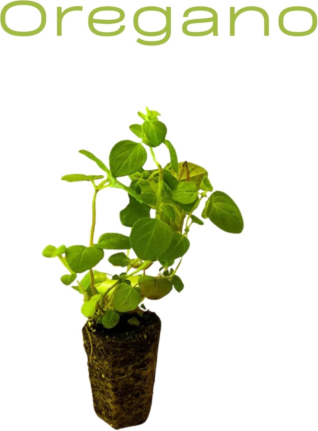 Live Herb Plants Seedling Plug Size – Basil, Thyme, Sage, Oregano, Peppermint & Rosemary | Ready-to-Plant Garden Starter Plugs (Not Potted)