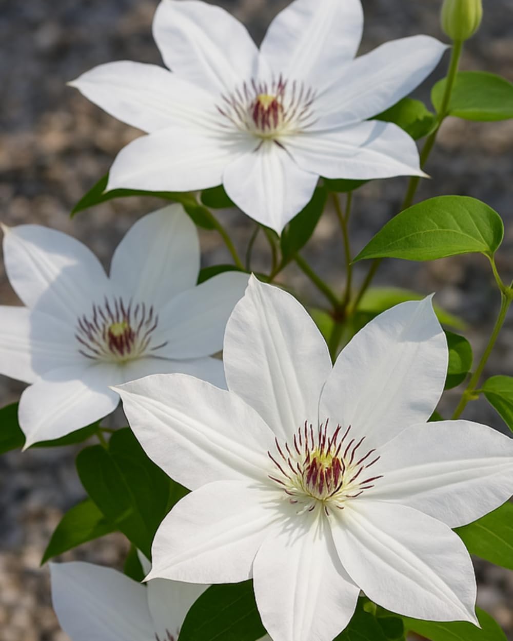 Perennial Farm Clematis 'Henryii' Hybrid – Live Flowering Vine in 4 Quart Container, Large Pure White Blooms with Creamy Centers, Long Blooming, Ideal for Trellises, Arbors & Classic Garden Displays