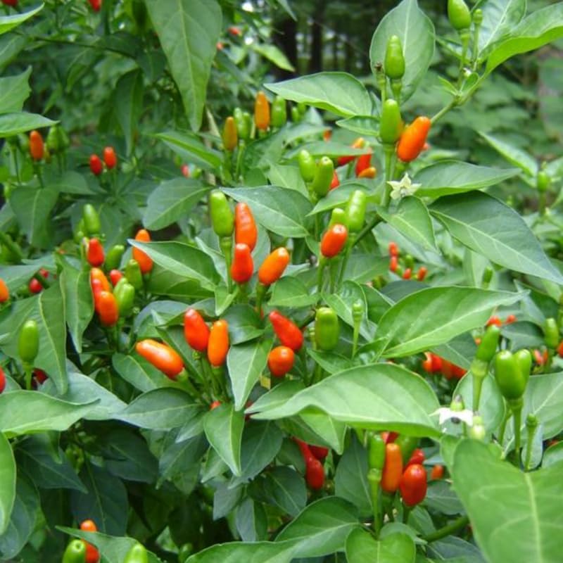Pequin Pepper Plant, 4 Inch Pot, 6-10 Inch Pepper Plants Live for Planting Outdoor