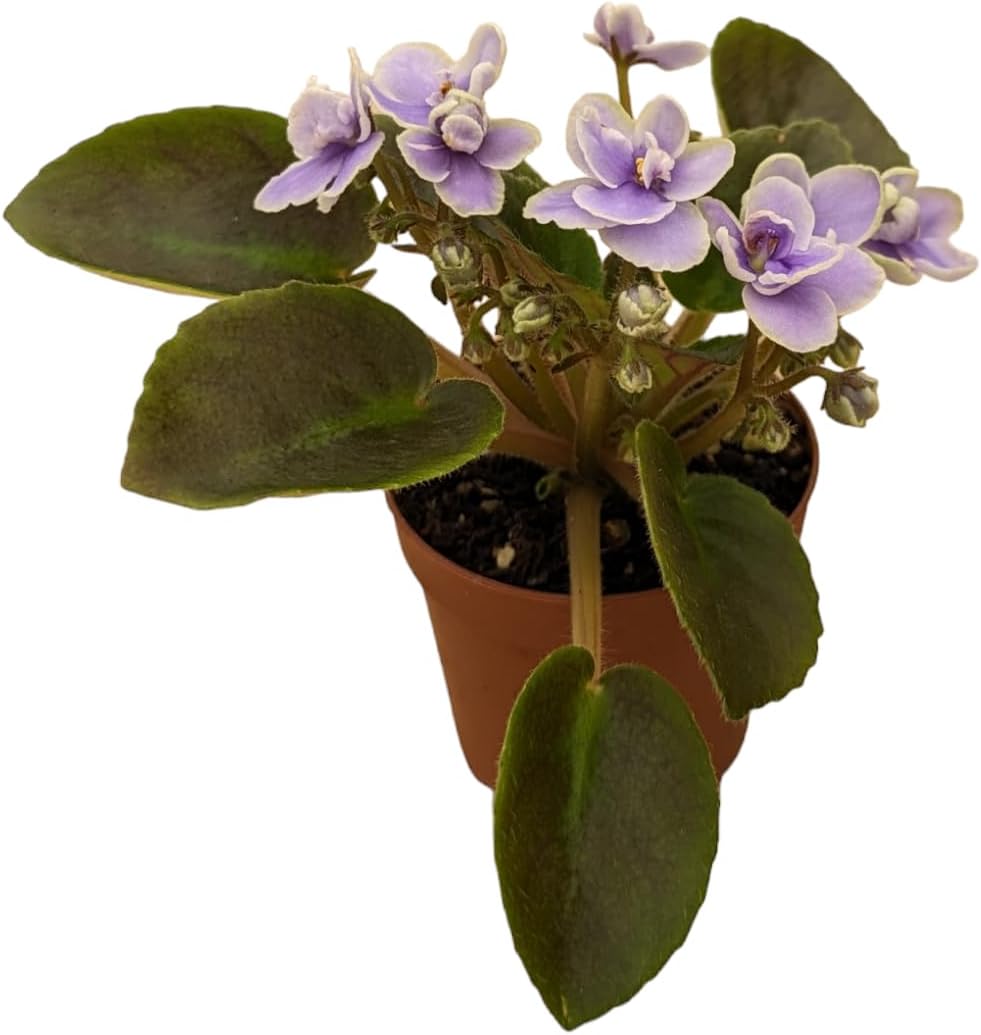 Miniature African Violets Live Plants, 5 Pack, 2 inch Pots, for Terrariums, Home & Office Decor, Gifts