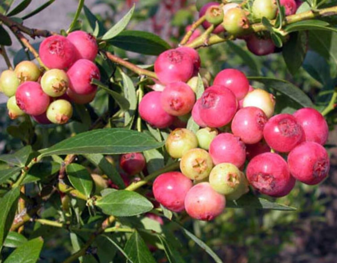 Pink Lemonade Blueberry Bush Seedling for Growing - 1 Year Well Rooted Seedling - Ready to Plant (3 Seedlings)