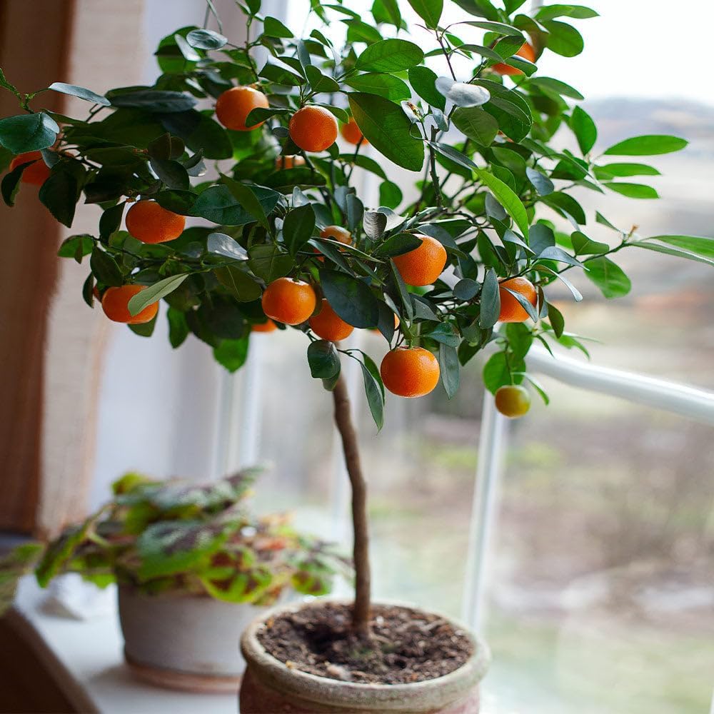 Brighter Blooms - Nules Clementine Tree, 4-5 Feet - Live Fruit Plant - No Shipping To AL, AZ, CA, FL, GA, LA, OR, TX, MS