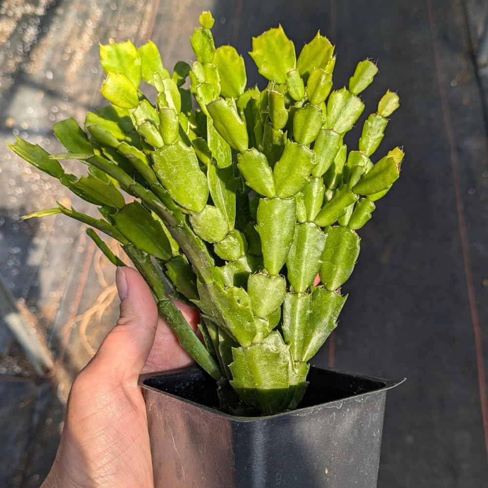 TriStar Plants - Thanksgiving Cactus - 4" inch Pot, Fasle Christmas Cactus, Easter Cactus, Holiday Plant, Winter Flowers, Christmas Plants, Winter Blooms (Caribbean Dancer)