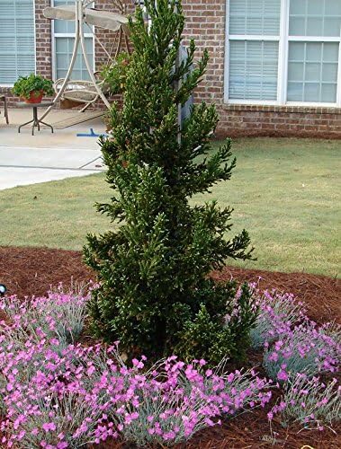 Black Dragon Cryptomeria Tree (Japanese Cedar) - Starter Plant (7L) (1 Live Plant)
