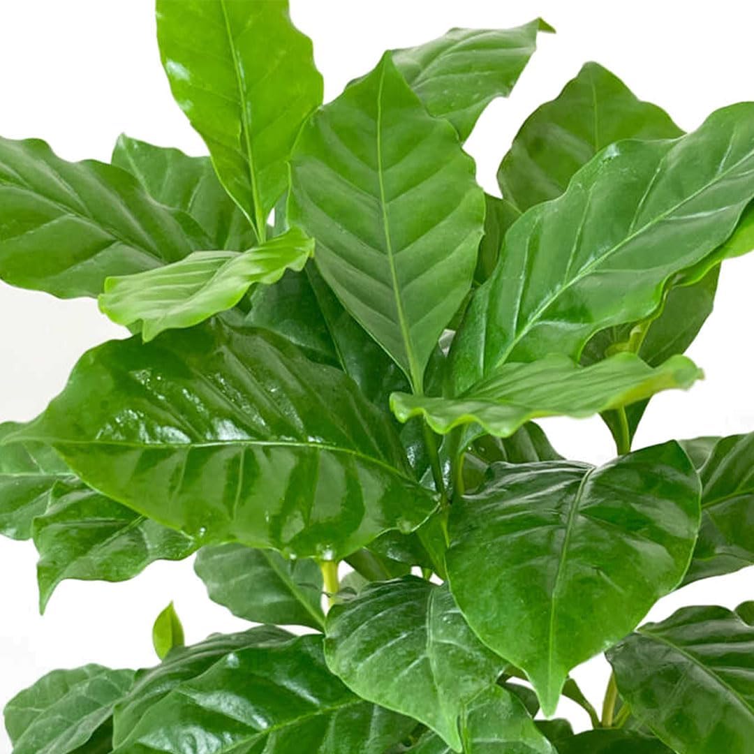 American Plant Exchange Arabica Coffee Live Plant, 4-Inch Pot, Fruiting Indoor Houseplant, Easy Care, Shiney Green Foliage