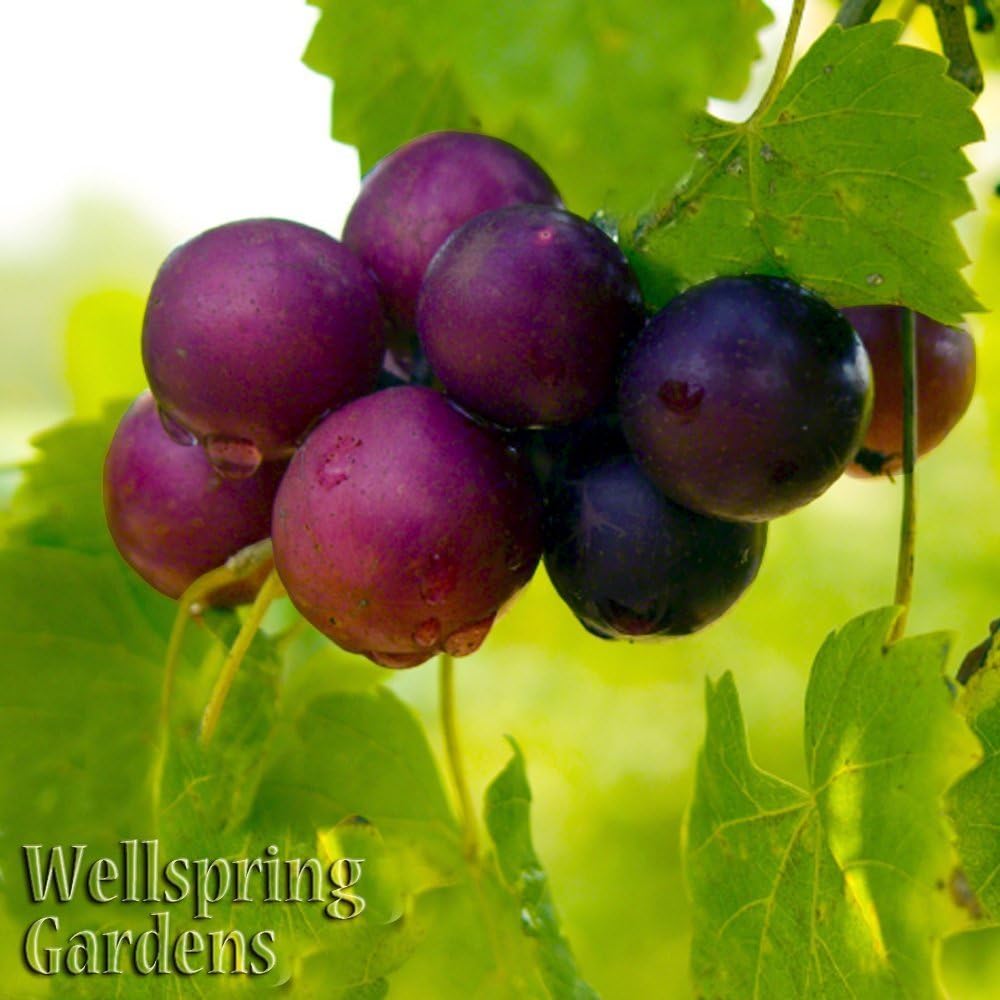 Alachua Muscadine Grape Vine - Vitis rotundifolia - Wellspring Gardens Starter Plant - Live Plant for Outdoor Gardens - Vigorous Grapevine Plants - Ideal for Fruit Gardening in Patio and Garden