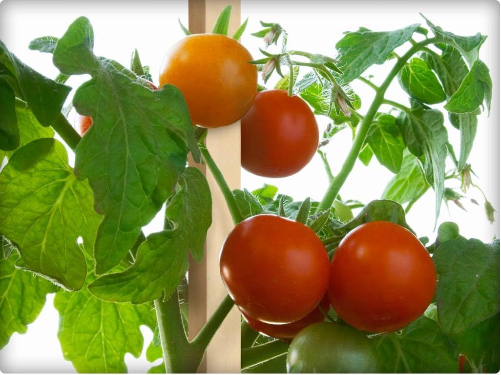 Greenes Fence 4 Ft. Garden and Sign Post Stakes (75 Pack)